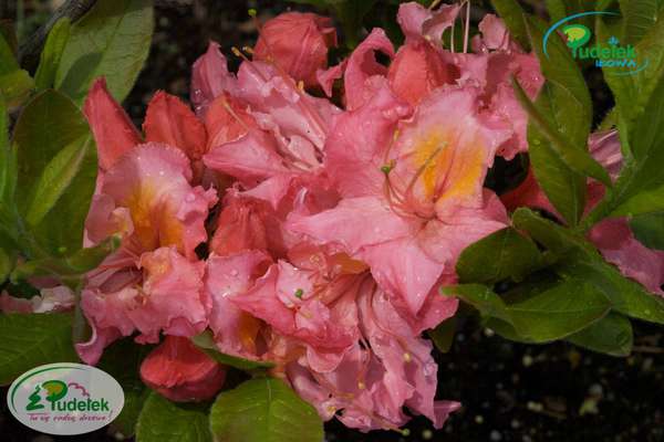 Azalia Pink Delight